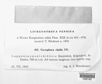 Image of Umbilicaria coriacea